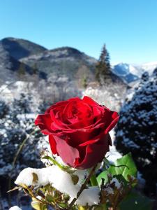 a red rose is covered in snow at A La Belle Epoque in Valdeblore