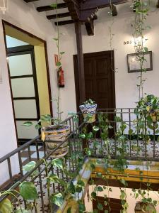 塞維利亞的住宿－Pensión Lisdos，阳台种满了盆栽植物