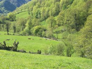 una manada de animales pastando en un campo verde en Venta la Aurora, en Beleño