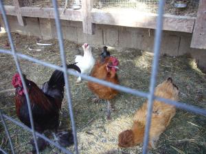 Φωτογραφία από το άλμπουμ του Su Barroccu σε Riola Sardo