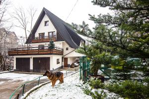 a dog standing in the snow in front of a house at Apartamenty w Centrum - Zakopane in Zakopane