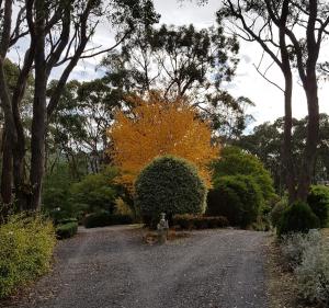 un camino de tierra en un jardín con árboles y arbustos en Mt Lofty Botanic Garden Studio, en Crafers