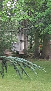 a tree branch with white balls on it in the grass at Manoir des Turets in Yvré-lʼÉvêque