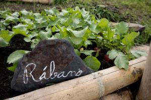 Zahrada ubytování Samaná Ecohabs Glamping