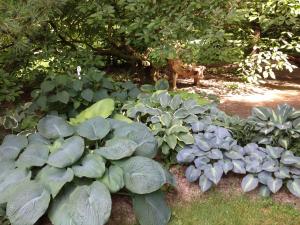 Um jardim no exterior de Herberts Stubn