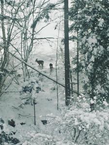 Obiekt Winterfell Korbielów - dom z basenem sezonowym lipiec-sierpień zimą