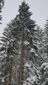 Zlatar Apartman br 16 durante o inverno