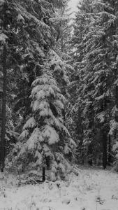 Zlatar Apartman br 16 durante o inverno