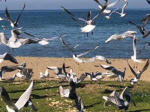 a flock of birds flying over the beach at Yalova_Merkez in Yalova