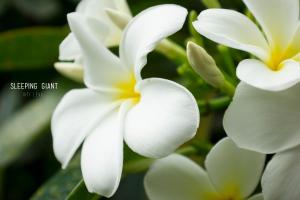 a group of white flowers with green leaves at Bamboo Backpackers in Nadi