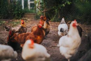 Zvieratá na farme alebo blízkom okolí