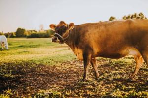 une vache brune est debout dans un champ dans l'établissement Stajnia Zamczysk, à Zamczysk
