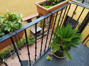 un balcone con un mucchio di piante in vaso di la felicidad de la tierra a Torija