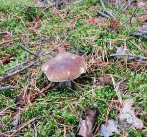 Gallery image of BAJA Gospodarstwo Agroturystyczne in Swornegacie 