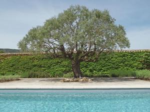 オペードにあるVilla with Private Swimming Pool in Opp deの水のプールの横に座る木