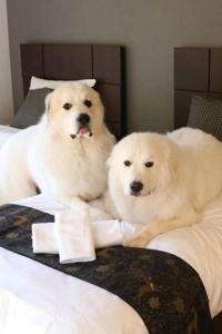 two white dogs sitting on a bed at Miyajima Shiro in Miyajima