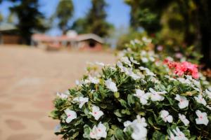 Rancho el Parral外面的花园