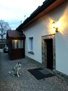 Domácí mazlíčci ubytovaní s hosty v ubytování Dom Tkacki - Apartamenty - Pokoje - Jacuzzi
