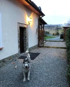 Dom Tkacki في كودوفا زدروي: كلب واقف امام مبنى