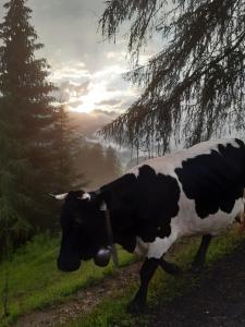 a black and white cow standing on a road at Reithgut in Sankt Martin am Tennengebirge