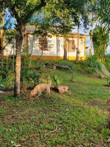 two cats walking in the grass in front of a house at Recanto Bom Despacho in Tiradentes