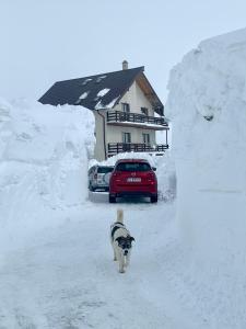 Ein Hund, der im Schnee vor einem Haus läuft in der Unterkunft Cabana Cota 1700 in Ranca
