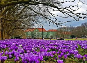 シュチェチンにあるPrzytulny Apartamentの紫花畑