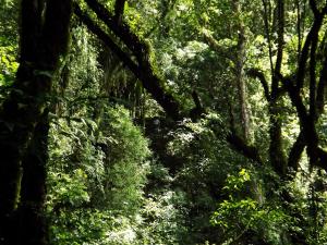 un bosque lleno de frondosos árboles verdes en Portal de Piedra en Palma Sola