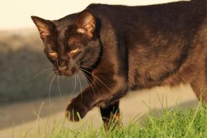 Fotografie z fotogalerie ubytování Lehnerhof v destinaci Grossraming
