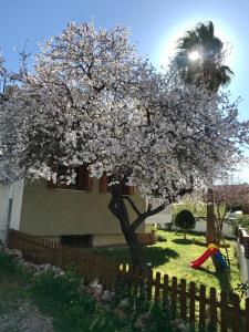 a flowering tree in front of a house with a fence at Nicolas Beach in Palaiochora