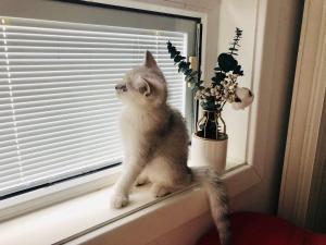 a gray and white cat sitting on a window sill at Zhe·Yi Boutique Guesthouse in Beijing