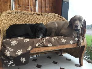 a dog and a cat laying on a bench at Redington House SelfCatering accommodation in Cobh