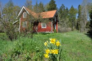 a red house in the middle of a field with yellow flowers at Brännkärrstorpet B&B in Knivsta