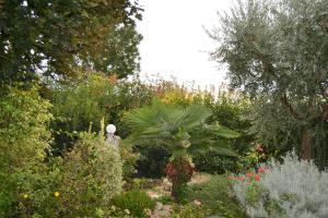 un giardino con una palma e altre piante di Casa Nives a San Pietro in Casale