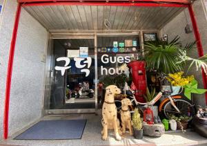two dogs are standing outside of a store at Gudeok Guesthouse in Seogwipo