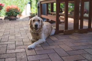 
Pet or pets staying with guests at Bannockburn Lodge - Toowoomba Homestays
