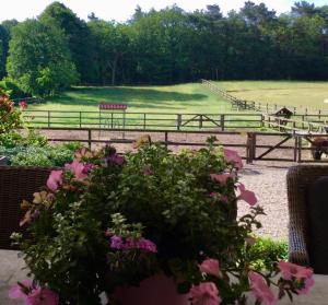a fence with a horse in a field with flowers at Bed and Breakfast De Paalberg in Hoenderloo