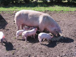 um porco grande e seus bebês em um campo em Ferienhaeuser Abild em Tarp