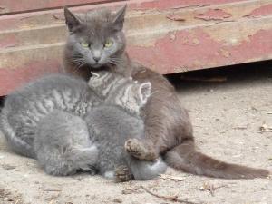 Dois gatinhos estão sentados um ao lado do outro. em Ferienhaeuser Abild em Tarp