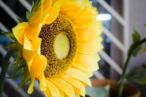 a close up of a yellow sunflower at Casa da Adriana Pousada in Fortaleza