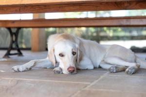 un cane bianco steso a terra sotto una panchina di Hurst Farm B&B a Crockham Hill