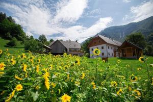 a field of yellow flowers in front of a house at Apartments Tourist Farm Štorman with EV Ch-Station in Tržič