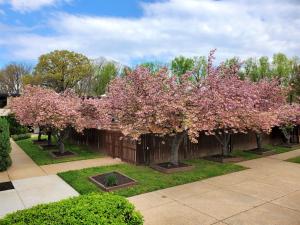 a group of trees in a yard with pink flowers at Ramada by Wyndham Triangle/Quantico in Triangle