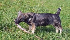 een puppy die met een stokje in het gras speelt bij M Star Hotel Covington in Covington