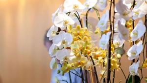 a vase filled with white and yellow flowers at Magnuson Hotel Fowlerville in Fowlerville