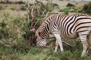a zebra grazing in the grass in a field at 90 On Wellington Cottage in Port Elizabeth