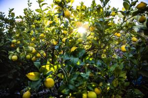 Kép The lemon tree szállásáról Vilaflorban a galériában