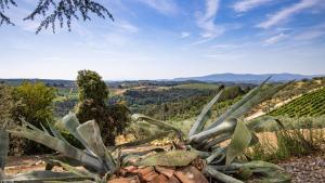 un cactus en una colina con vistas a un valle en TENUTA DI MACERICCA 10, Emma Villas, en Poggibonsi