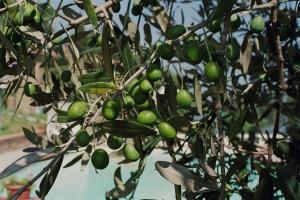 a tree with lots of green fruit on it at Borgo Rapale in Rapale