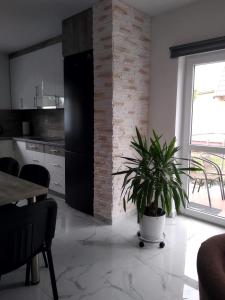 a kitchen with a plant in a pot on the floor at Biały Dom in Piecki +5 photos